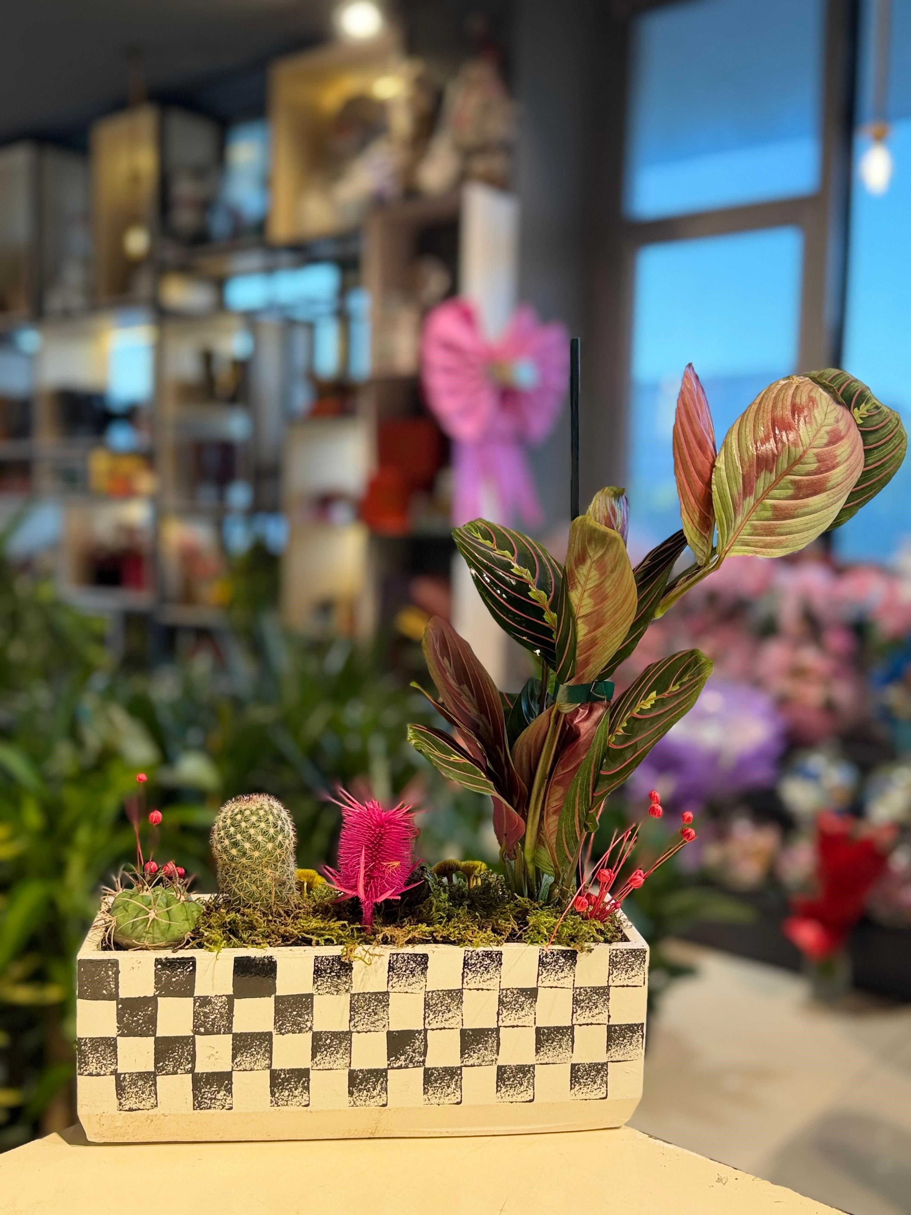 Siyah Beyaz Dikdörtgen Desenli Seramik İçerisinde Dua (Calathea) Çiçeği Kaktüs