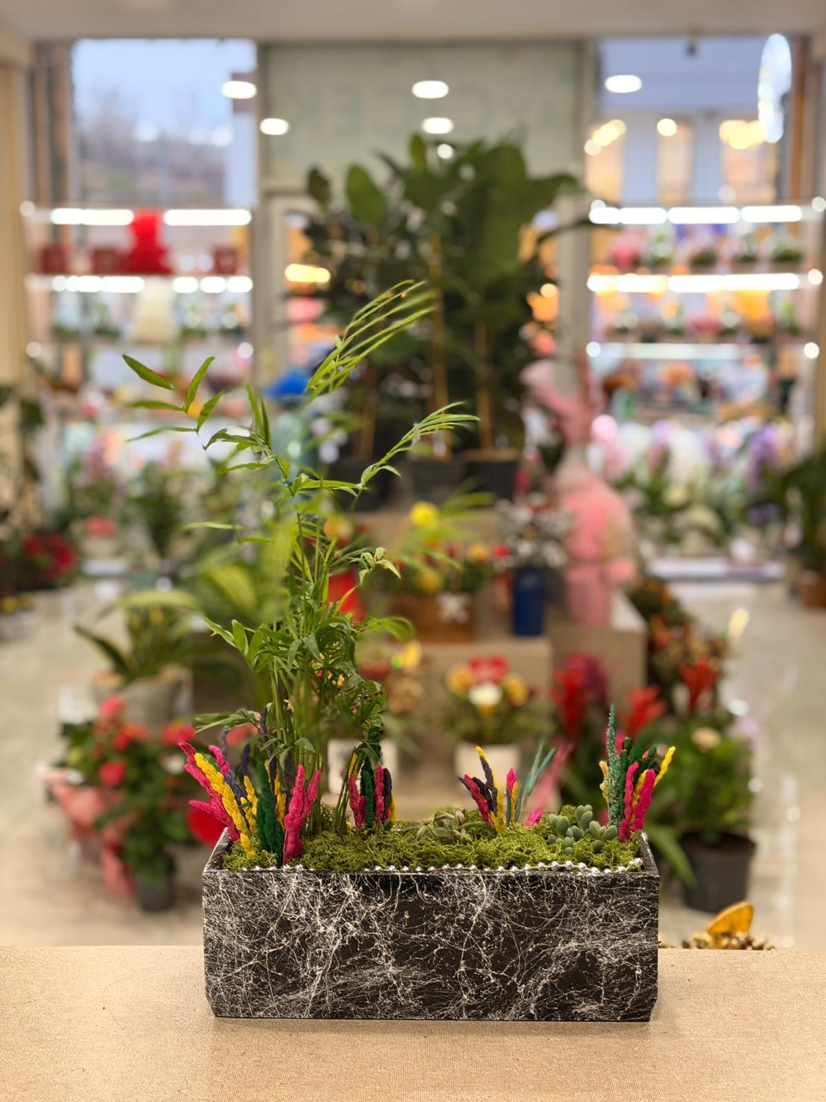 Siyah Desenli Dikdörtgen Seramik Chamaedorea Sukulent