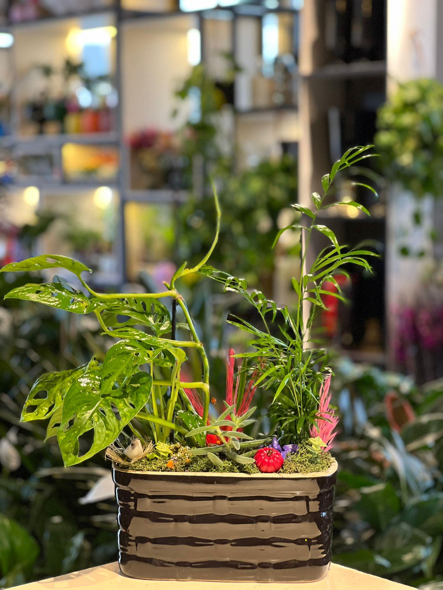 Siyah Oval Seramik Monstera Chamaedorea Sukulent