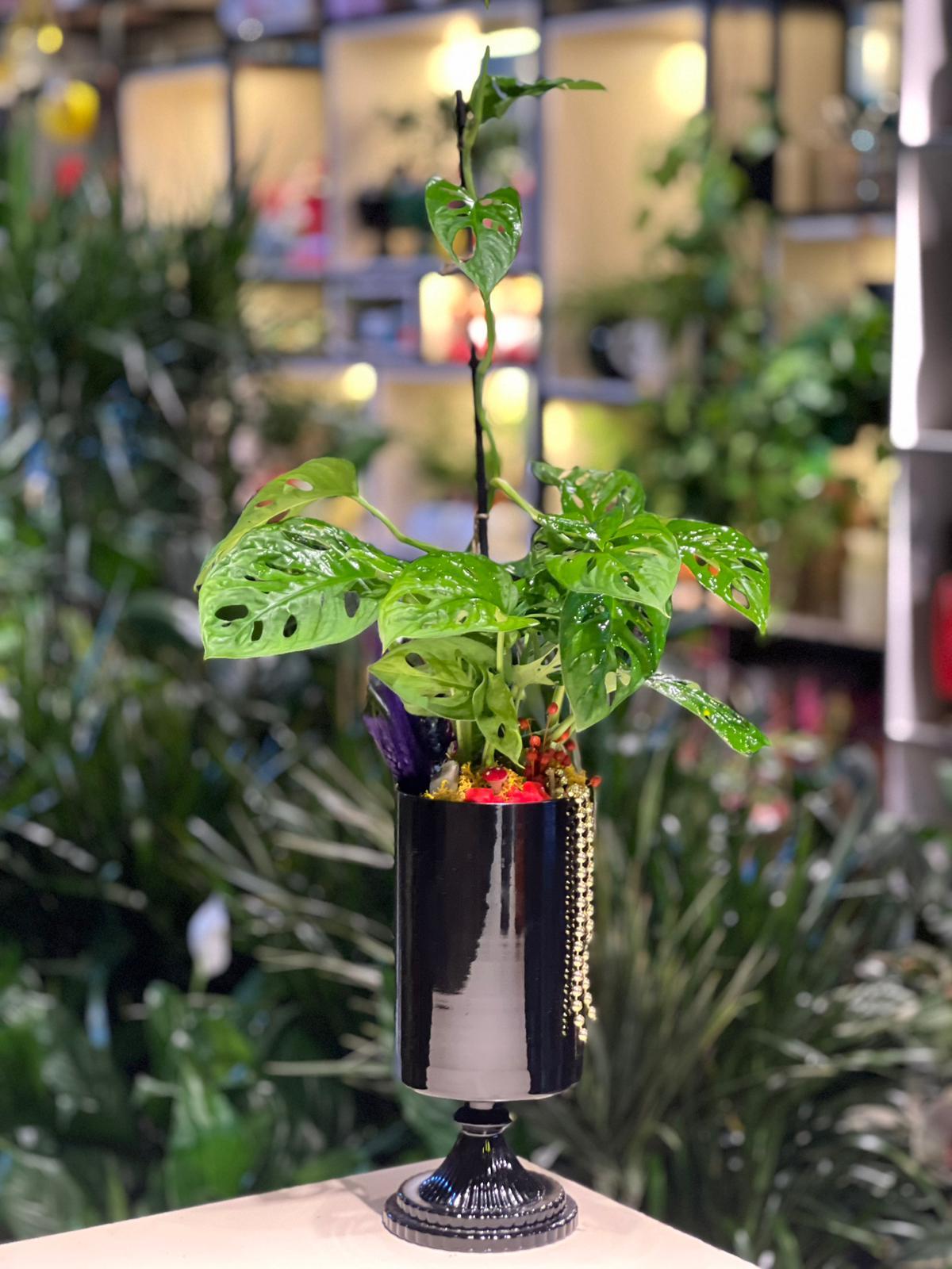 Siyah Vazo İçerisinde Monstera Çiçeği Gold İnci Detaylı