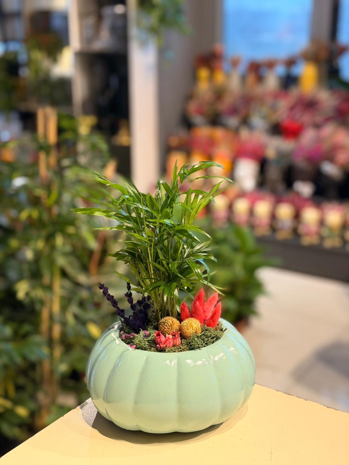 Su Yeşili Kabak Seramik Chamaedorea Kırmızı Kuru Çiçek Detaylı