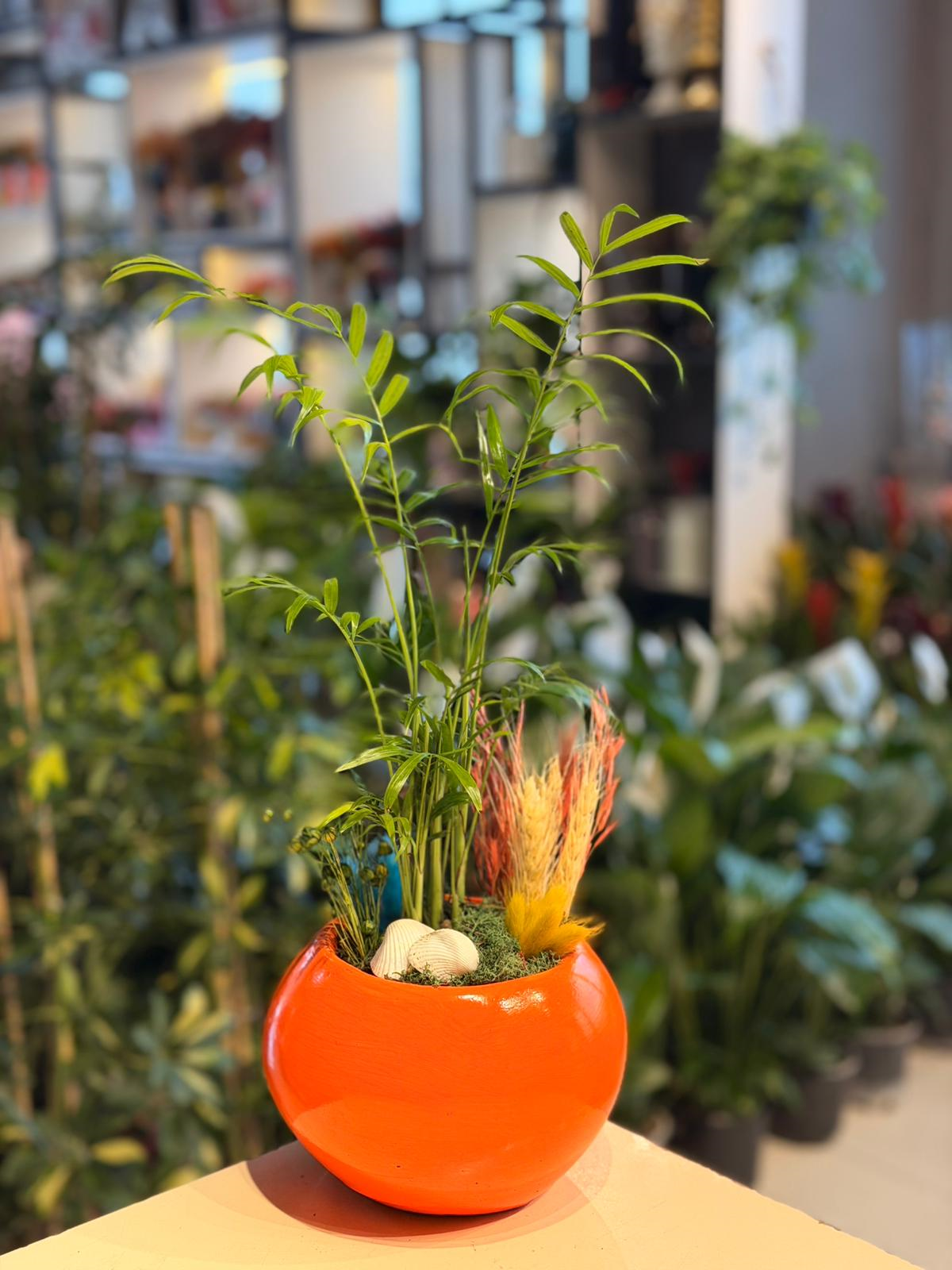 Turuncu Dünya Seramik Chamaedorea Deniz Kabuğu Detaylı