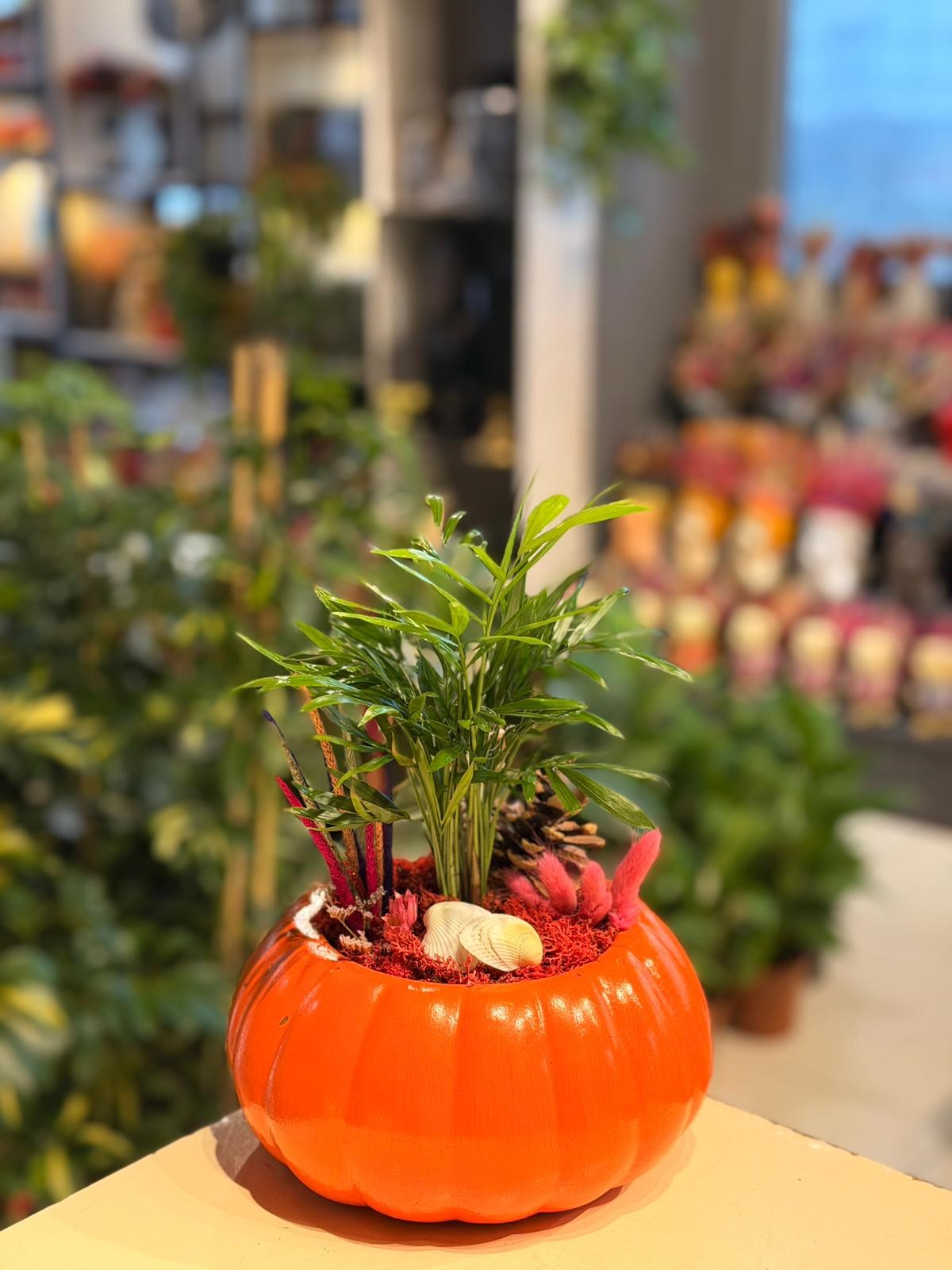 Turuncu Kabak Seramik Chamaedorea Deniz Kabuğu Detaylı