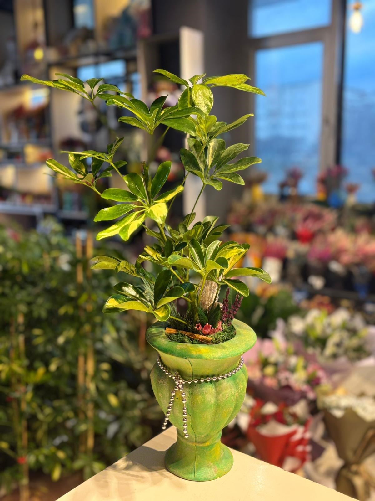 Yeşil Kupa Seramik İçerisinde Şeflera 