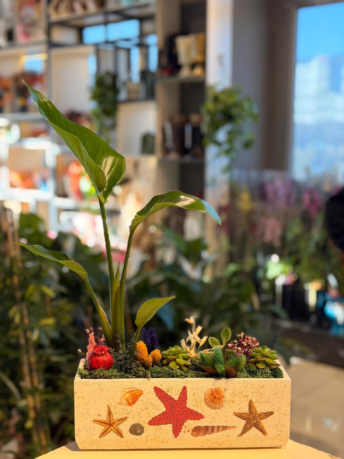 Yıldız Desenli Dikdörtgen Seramik Starliçe Sukulent