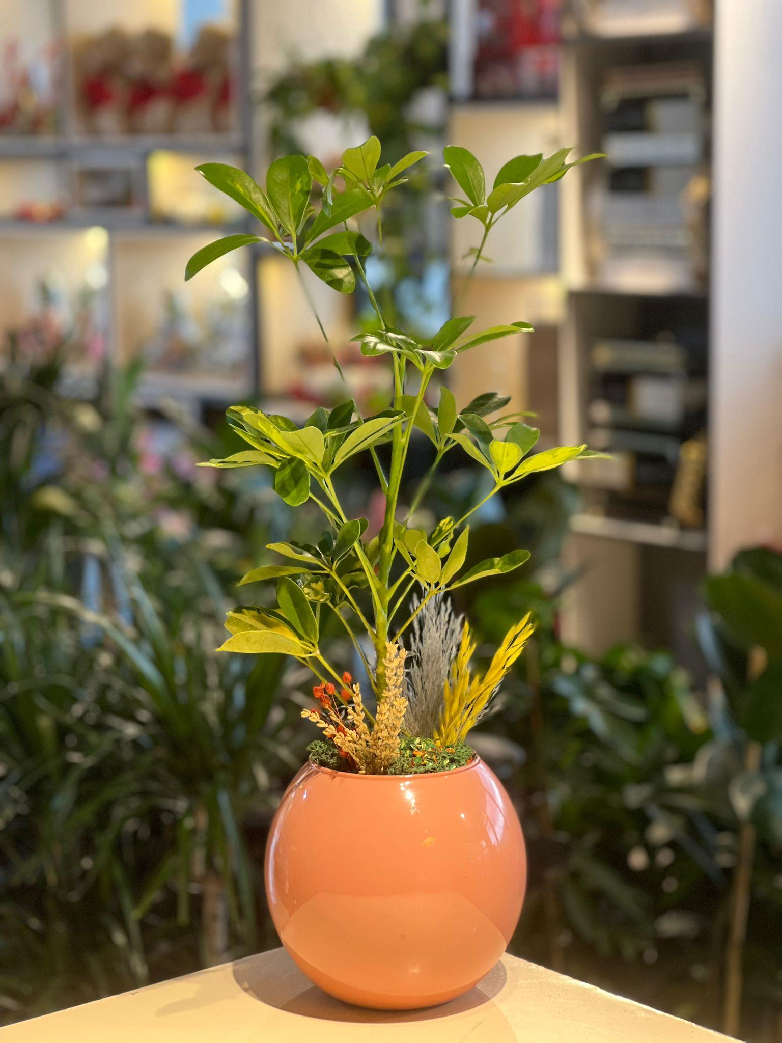 Yuvarlak Seramik Şeflera Sarı Kuru Çiçek Detaylı