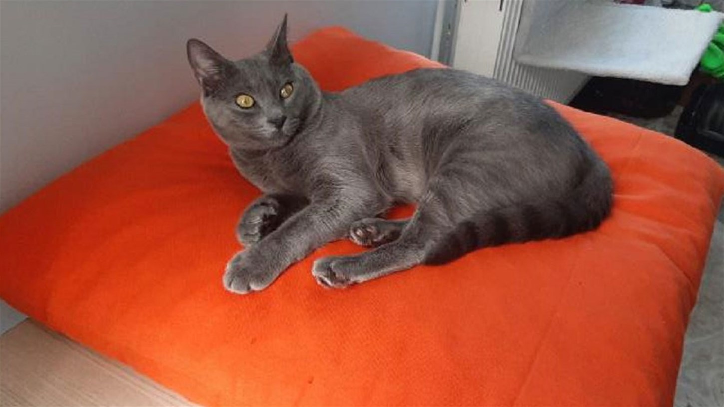 Kedi Köpek Minderi Turuncu