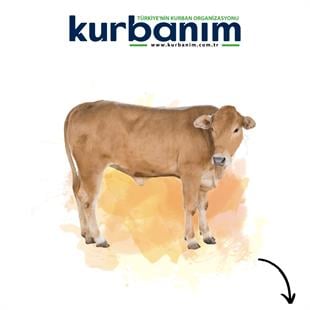 Afrika Büyükbaş Kurban 