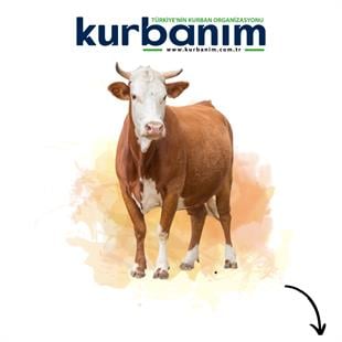 Afrika Büyükbaş Kurban Hissesi