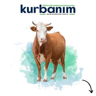 Afrika Büyükbaş Kurban Hissesi