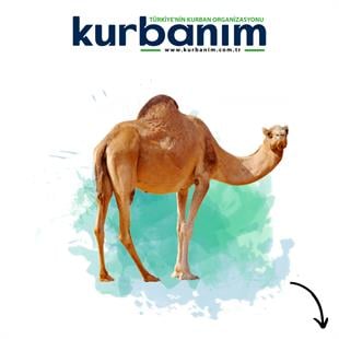 Afrika Deve Kurbanı