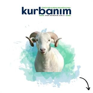 Afrika Koç Kurbanı