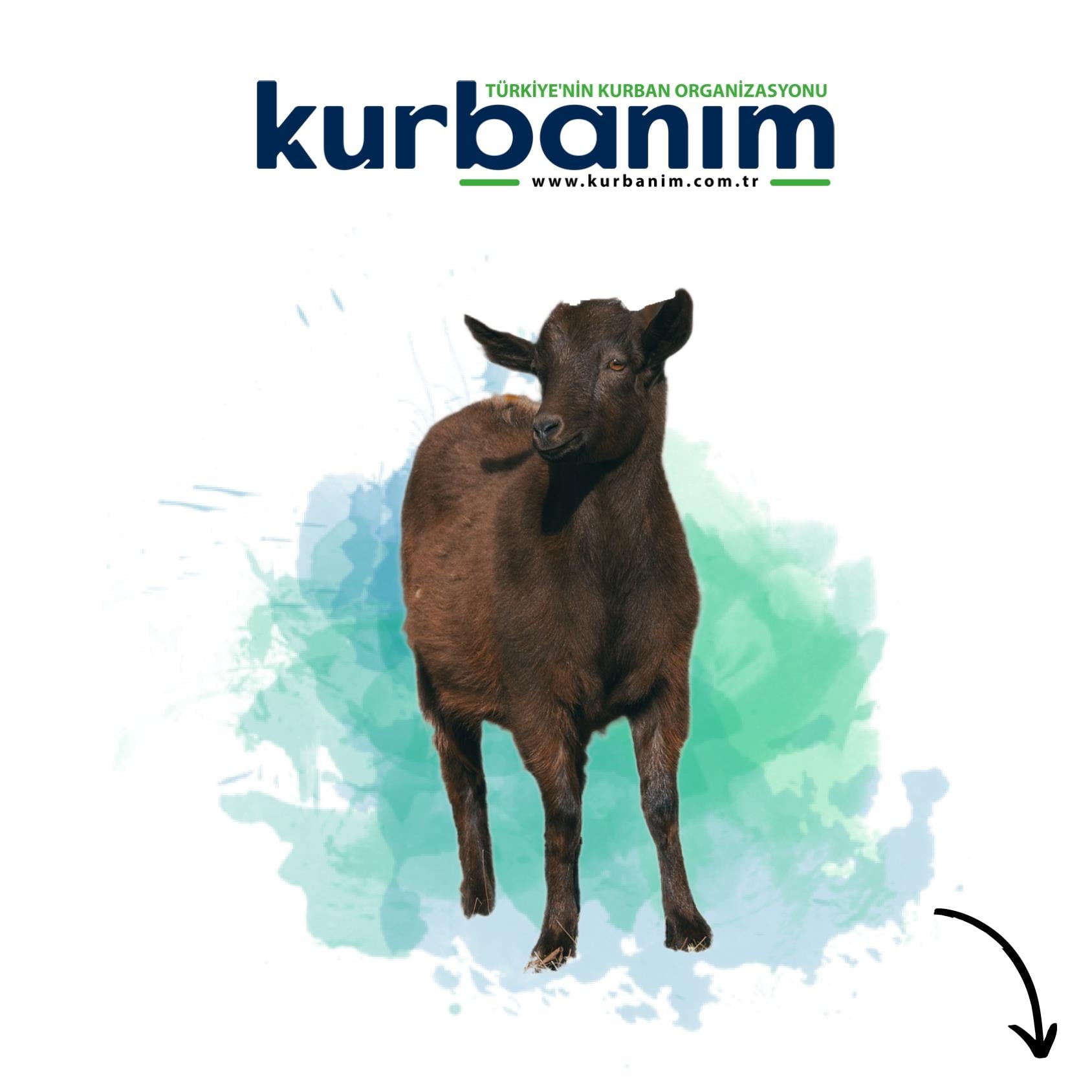 Africa Goat Qurban