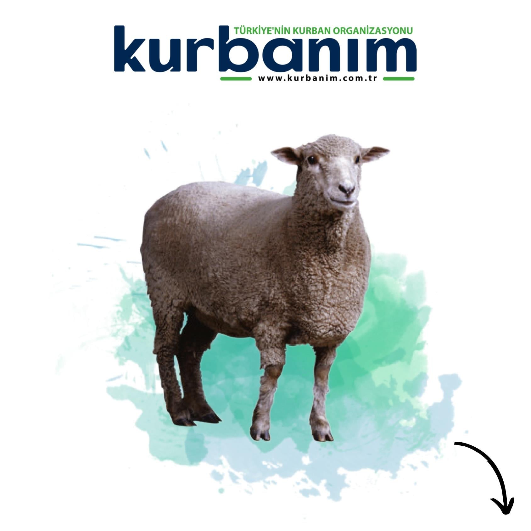 Africa Sheep Qurban