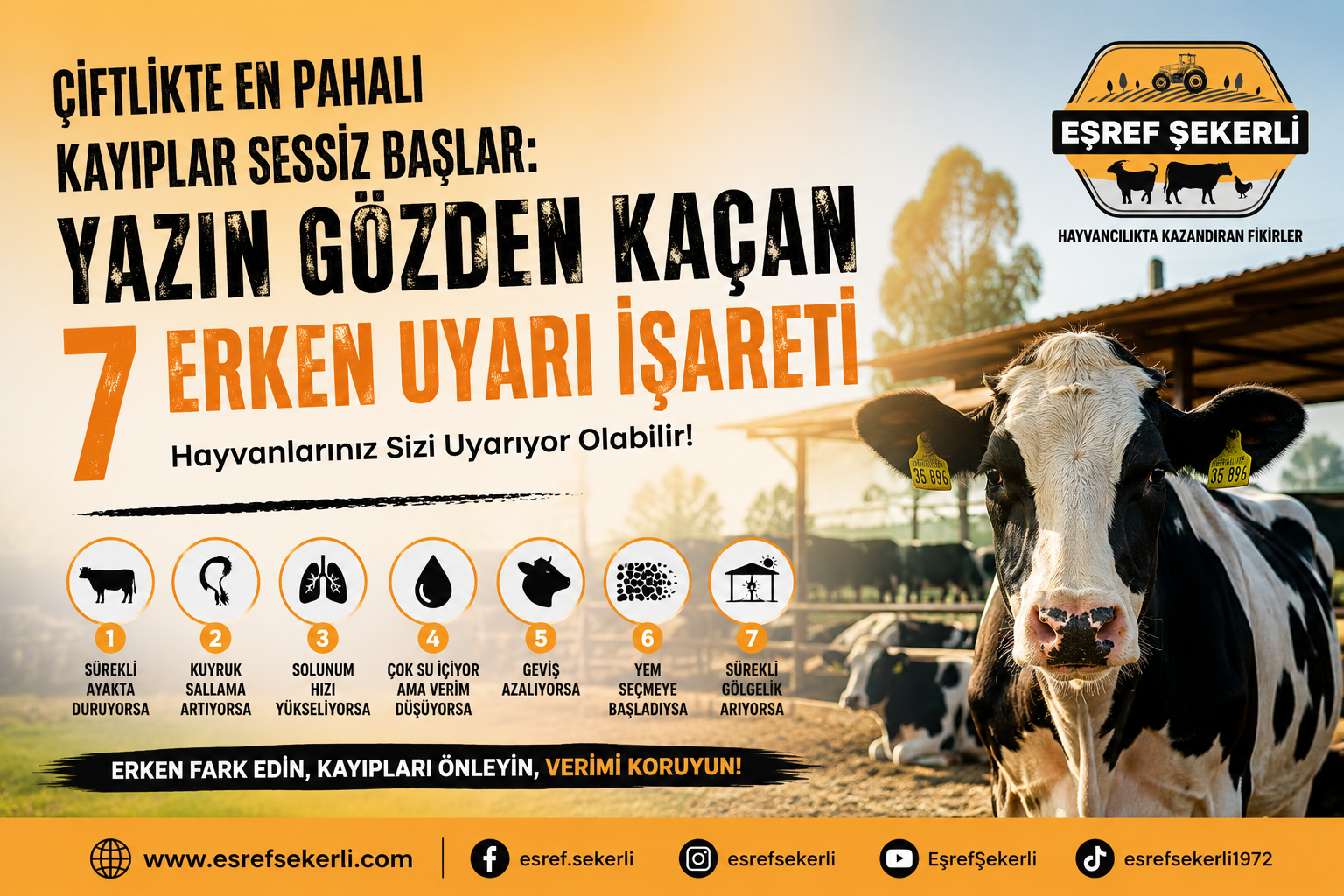 Yaz aylarında büyükbaş hayvanlarda sıcaklık stresi, artan su tüketimi, geviş azalması ve sinek baskısı gibi verim kaybına yol açan erken uyarı işaretlerini gösteren bilgilendirici görsel.