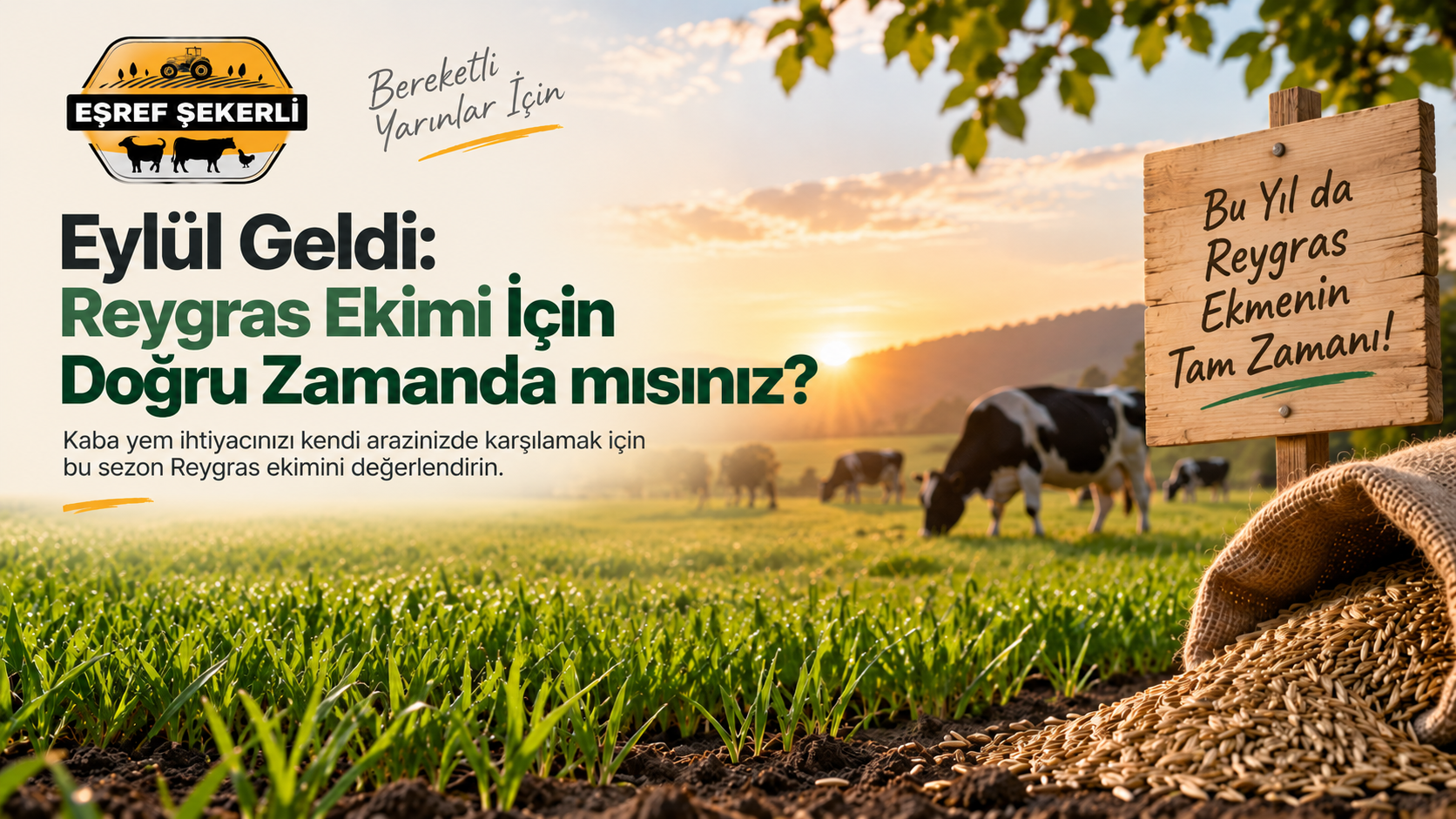 Eylül ayında Reygras ekimi için hazırlanan tarla ve Reygras tohumu