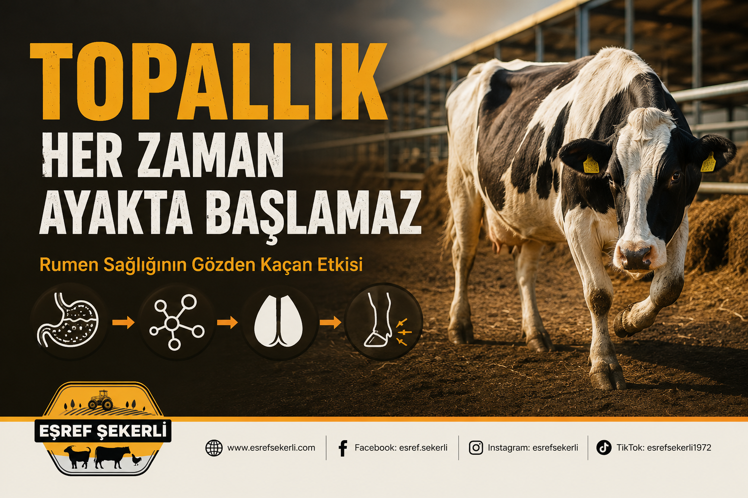 Büyükbaş hayvanlarda topallık ile rumen sağlığı arasındaki ilişkiyi gösteren, yürümekte zorlanan bir süt ineği ve sağlıklı besleme konsepti