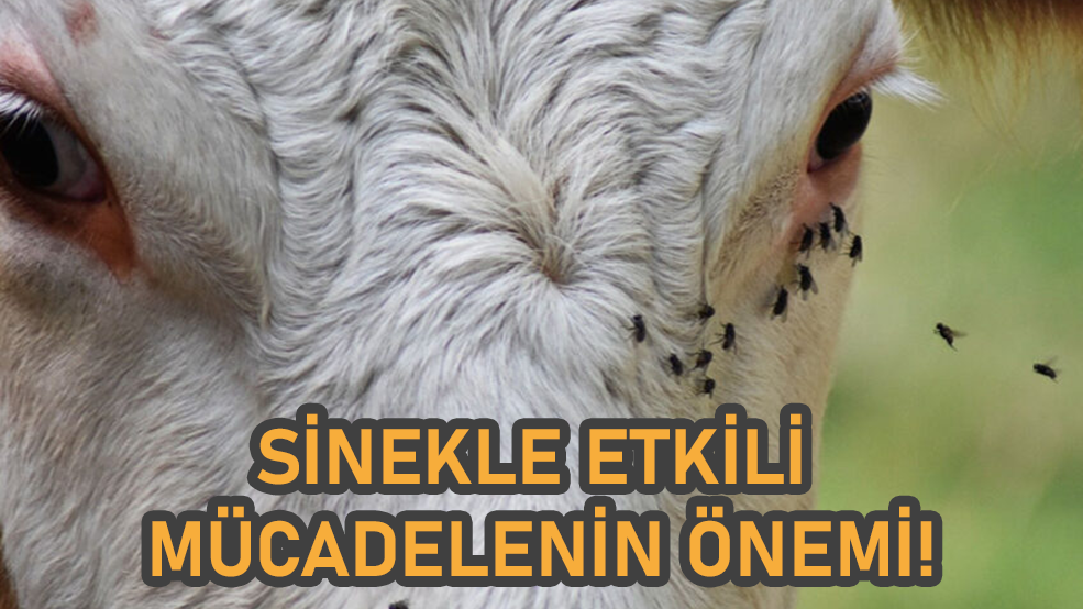 Hayvancılıkta Karasinek, Sinek ve Pire ile Mücadelenin Önemi