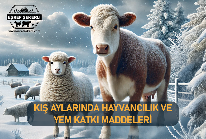 kış, hayvancılık, yem katkı maddesi, hayvan besleme, vitamin, mineral katkı