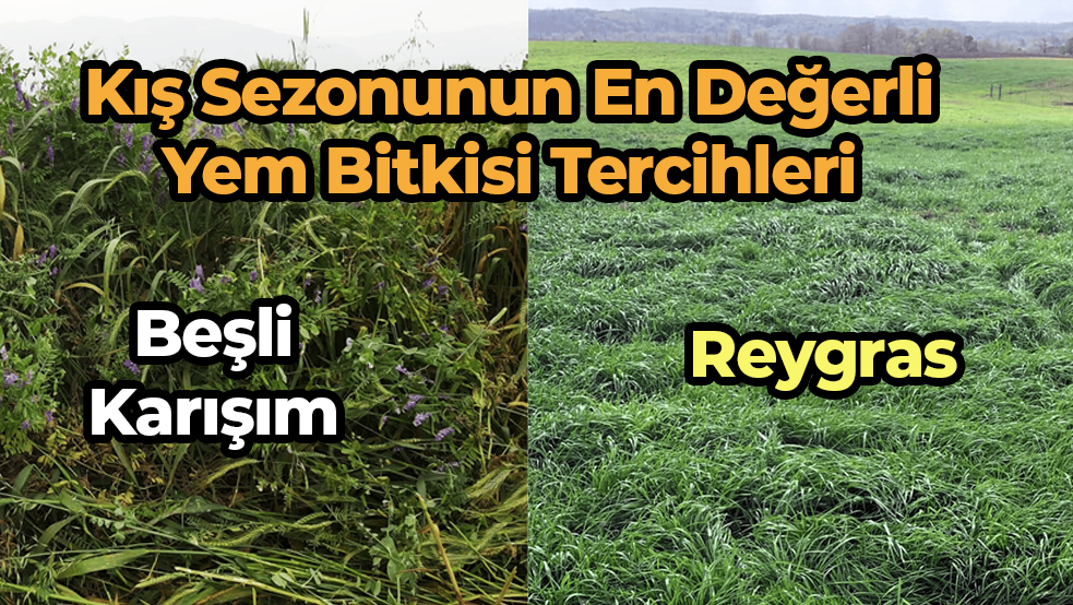 Reygras ve Beşli Karışım