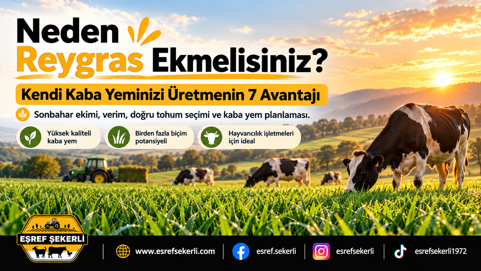 Neden Reygras Ekmelisiniz? Eşref Şekerli Reygras ekimi ve kendi kaba yemini üretmenin 7 avantajını anlatan, yeşil Reygras tarlasında otlayan büyükbaş hayvanların bulunduğu blog kapak görseli.