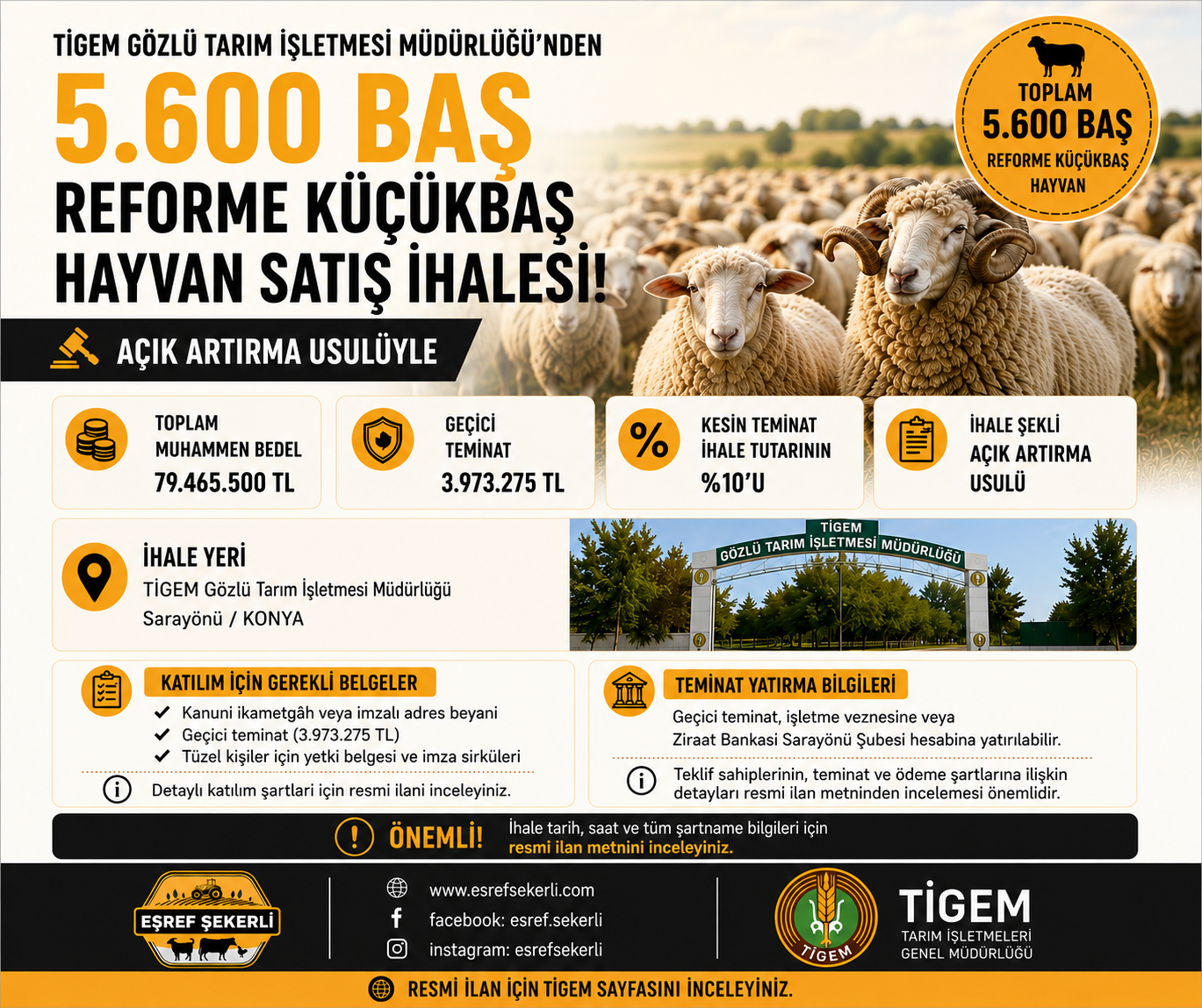 TİGEM Gözlü Tarım İşletmesi Müdürlüğü tarafından düzenlenecek 5.600 baş reforme küçükbaş hayvan satış ihalesine ait bilgilendirme görseli