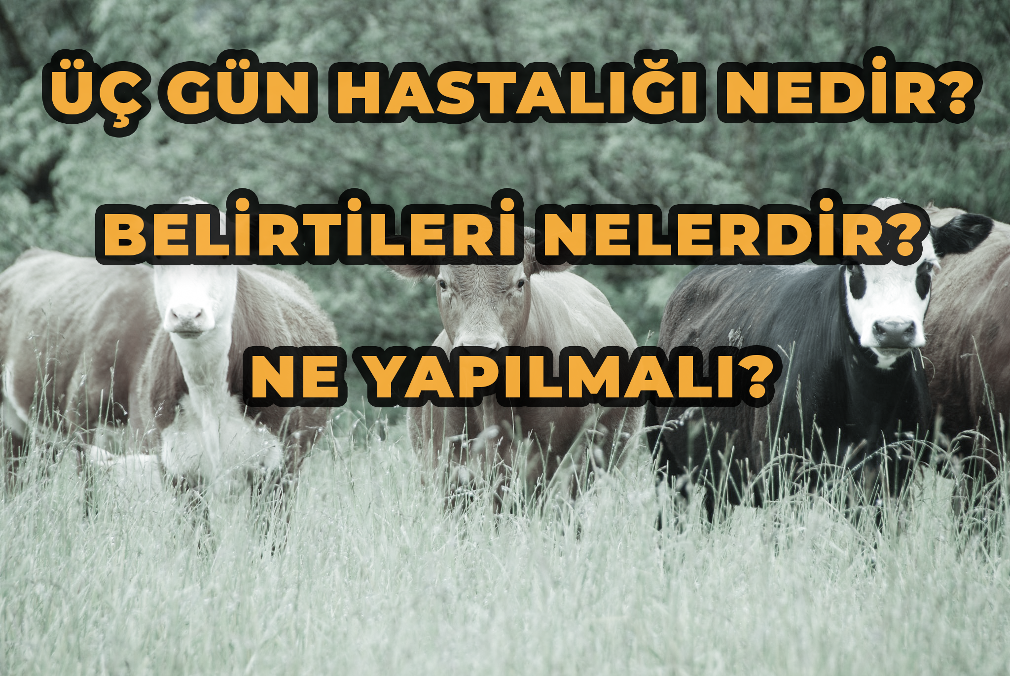 Üç Gün Hastalığı, Ephemeral Fever, büyükbaş hayvan hastalıkları, sığır hastalıkları, hayvan bağışıklık takviyesi, sinek kontrolü, tatarcık sineği