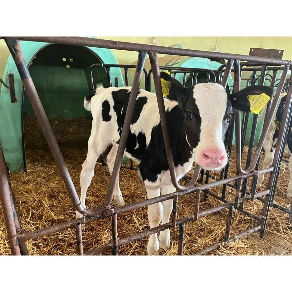 Amasya Holstein Buzağı