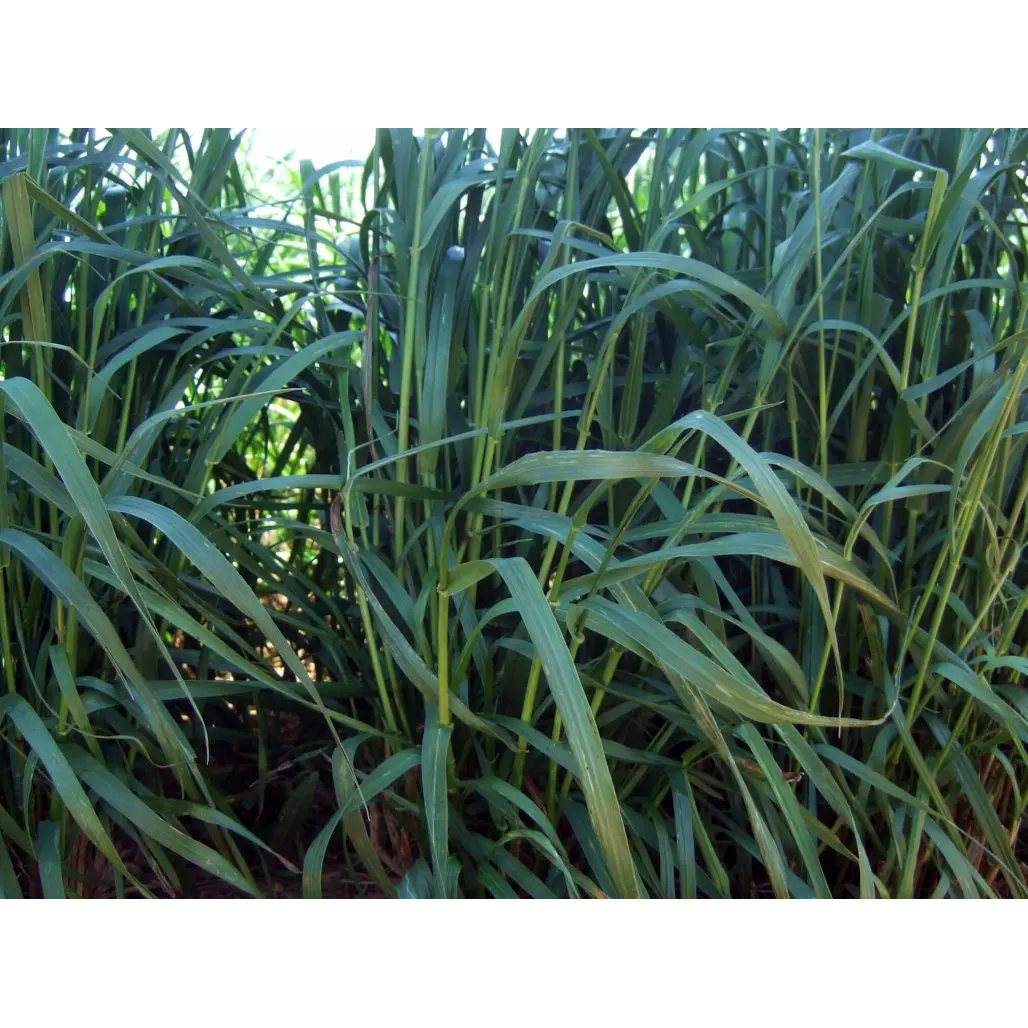 Attain İthal Reygras 25 Kg