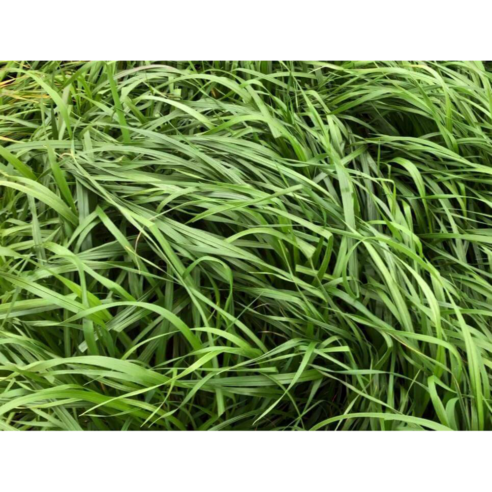 Baqueano İthal Reygras 25 Kg