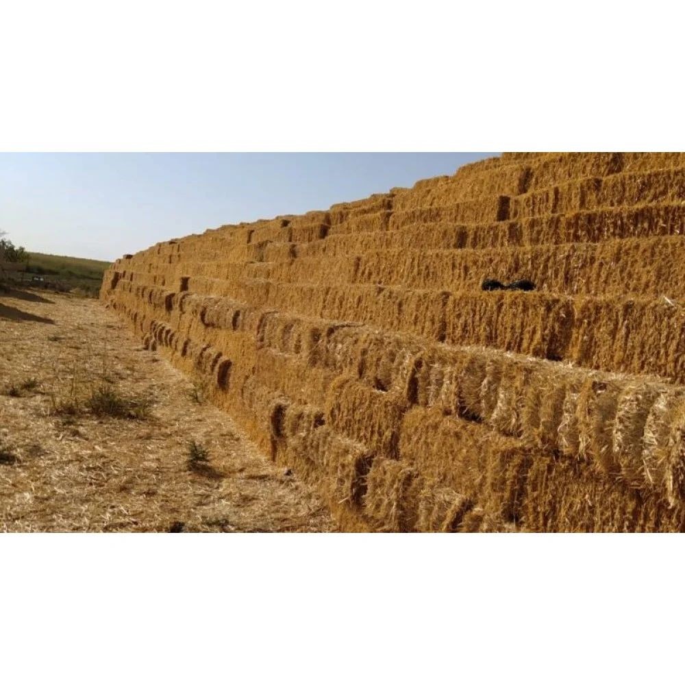 Haşbaylı Saman (Güncel Fiyat Alınız)