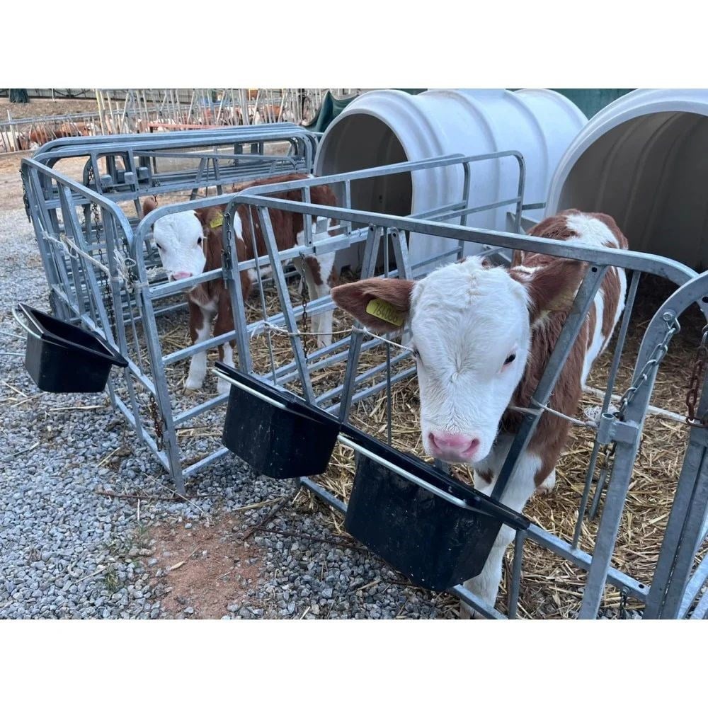 Kütahya Simental Buzağı