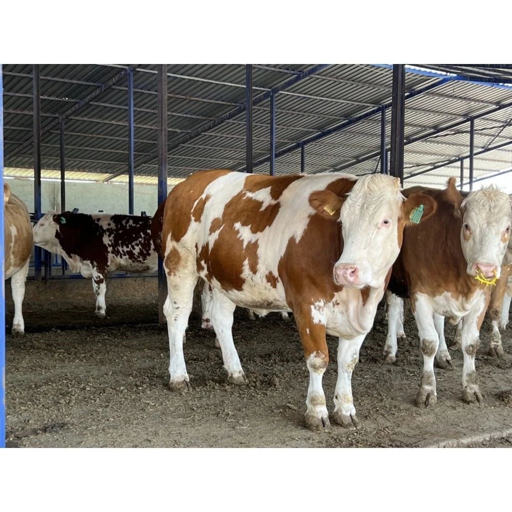 Manisa Besilik Erkek Danalar