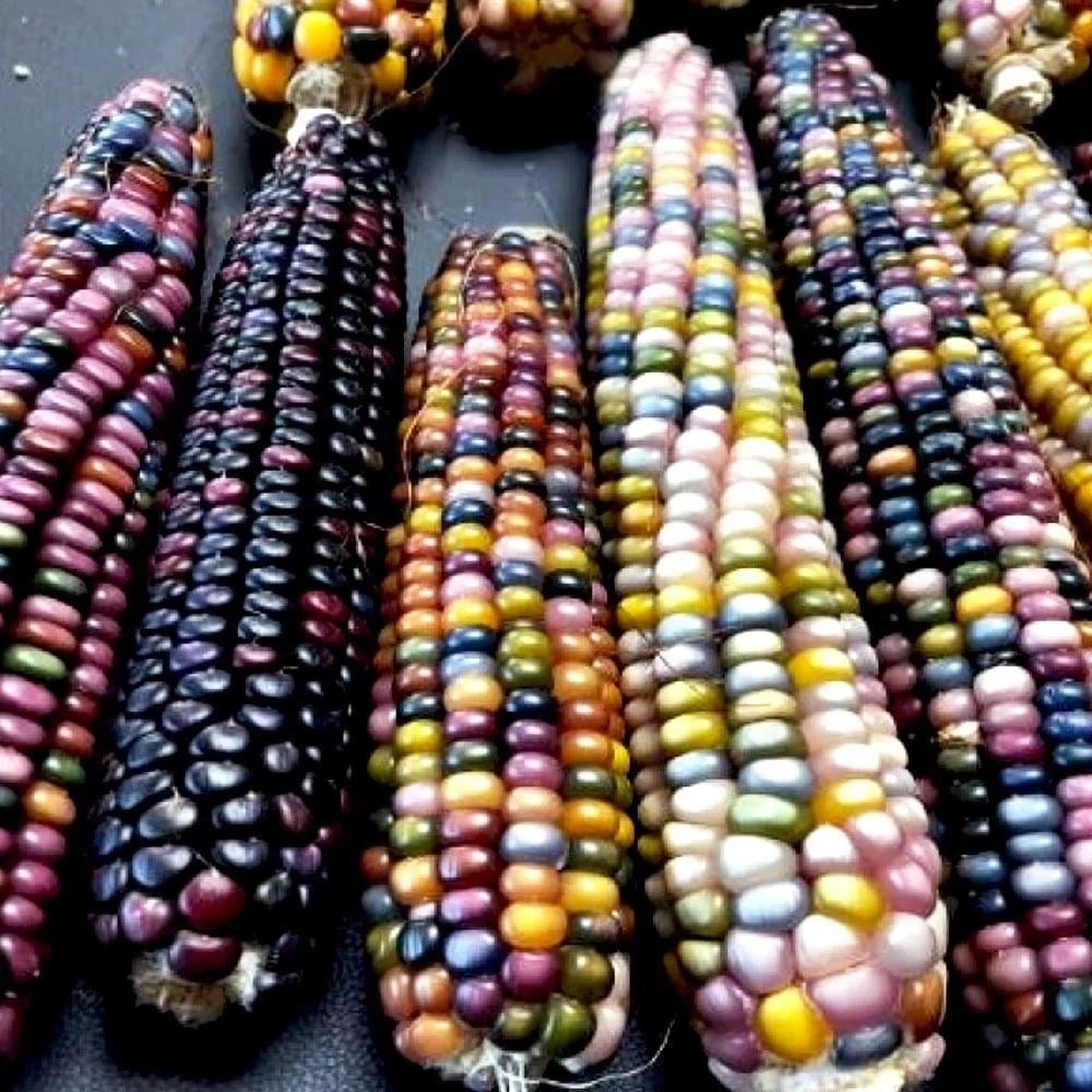 Renkli Mücevher Mısır 100 Gr.