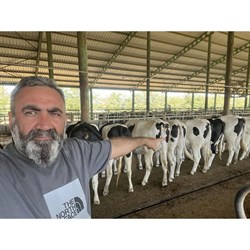 Amasyada Holstein Gebe Düve