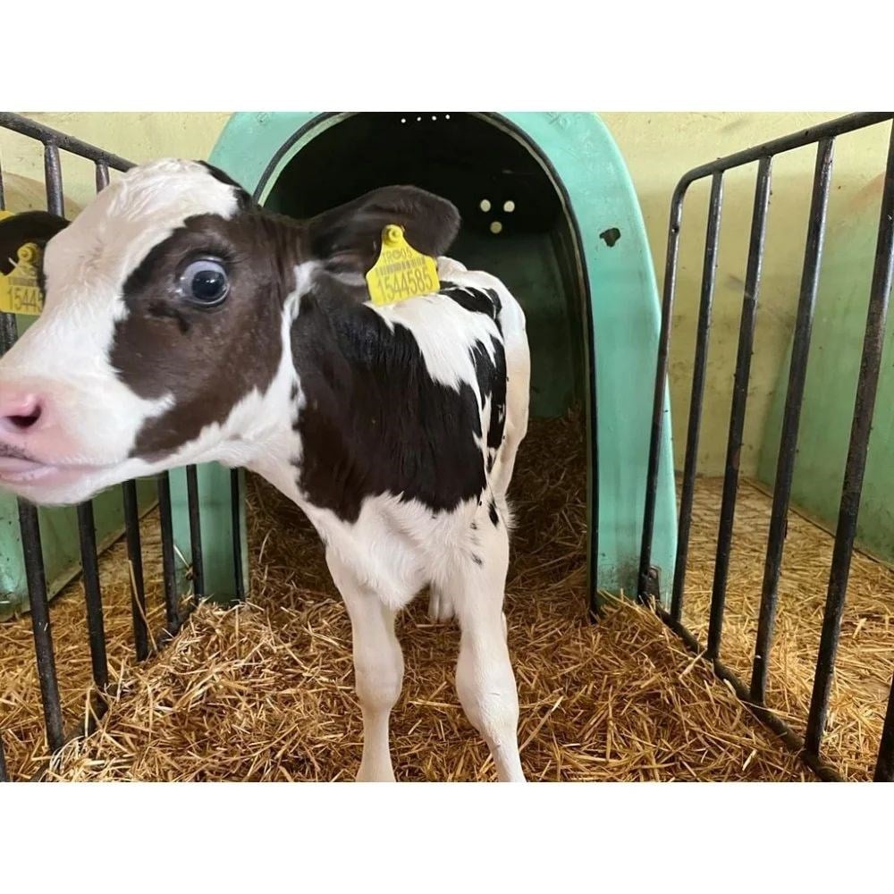 Amasya Holstein Buzağı