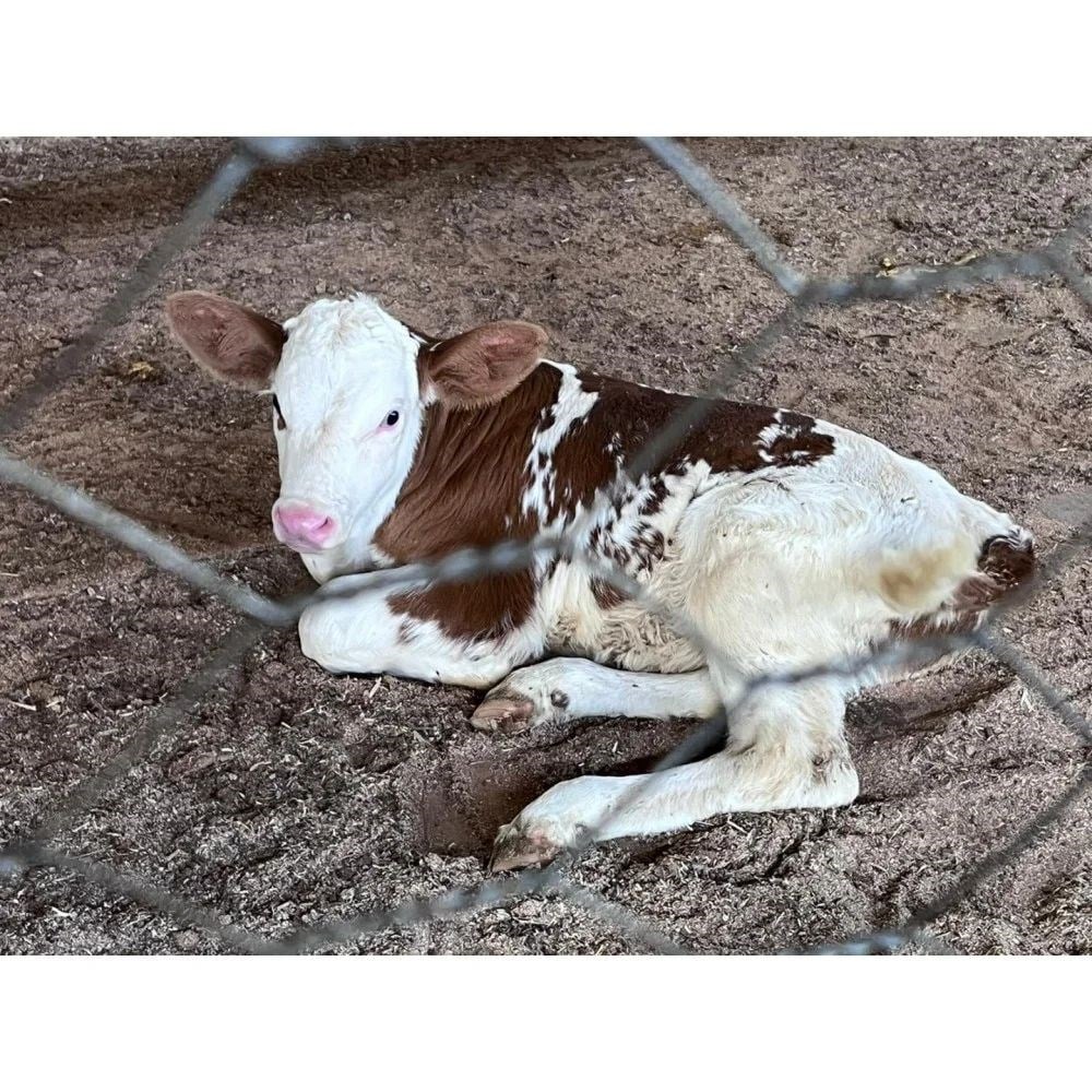 Kütahya Simental Buzağı