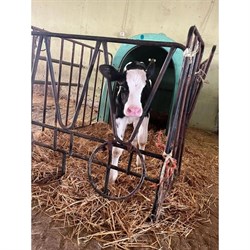 Amasya Holstein Buzağı