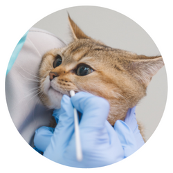 Kedi Sağlık Ürünü