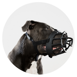 Köpek Seyahat Ağızlık