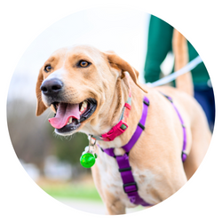Köpek Tasması