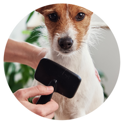 Kedi Köpek Hijyen Ürünleri