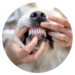 Köpek Sağlık Ürünleri