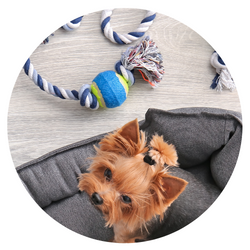 Köpek Aksesuarları