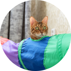 Kedi Oyuncakları