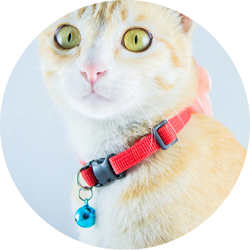 Kedi Tasması ve Gezdirme Seti