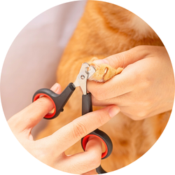 Kedi Sağlık ve Bakım Ürünleri