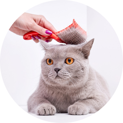 Kedi Tüy Tarağı ve Fırçası