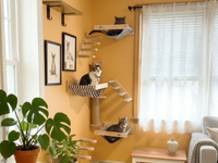 kedi duvar tirmanis parkuru