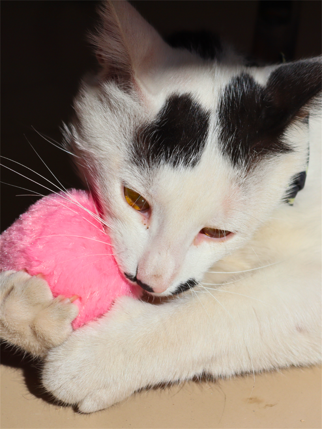Kedi kıyafeti,kedi şapkası M kedi aksesuarları,M kedi oyuncağı, kedi peluş top oyuncak,kedi otomatik oyuncağı,kedi eğitici oyuncak 2 li set  Barbie serisi